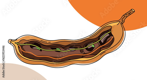 Tamarind Pod Cutaway Illustration Showing Inner Structure, Pulp, and Seeds