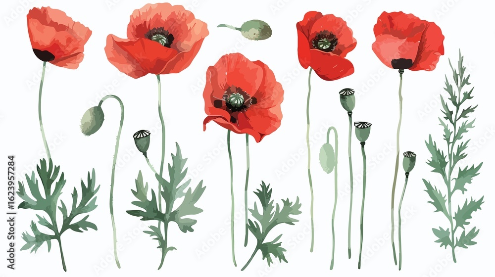 Obraz premium Watercolor painting of red poppies and green leaves
