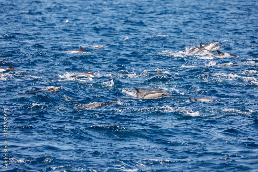 Naklejka premium Large group of dolphins surfacing together in the open ocean, creating splashes across the sea.