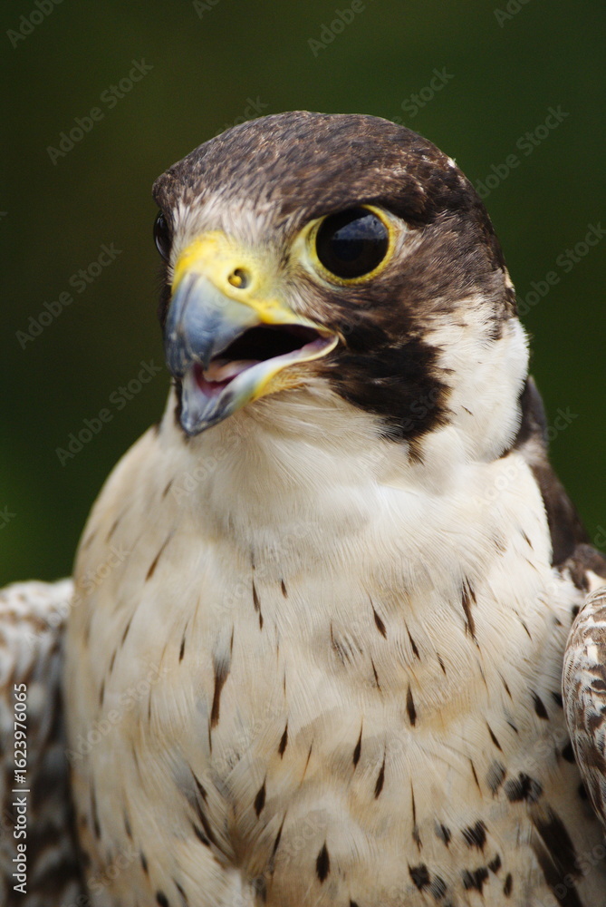 Naklejka premium Close-up of a falcon with sharp eyes and detailed feathers, captured with a blurred natural background. Perfect wildlife portrait showing strength and elegance.