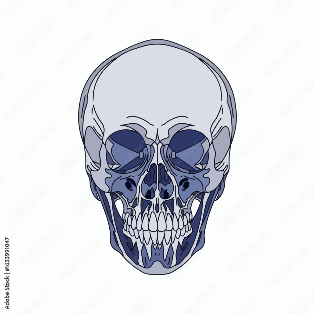 Fototapeta premium A gray and blue skull with detailed teeth and a transparentlike effect