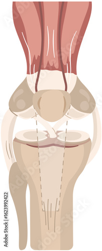 Knee