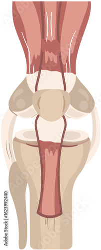 quadriceps tendo injury