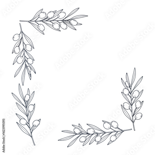 Art of handdrawn olive branches with leaves and olives forming a decorative border, isolated on white background
