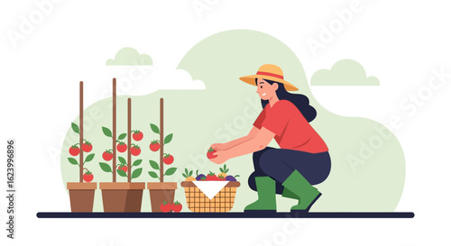 Woman Harvesting Fresh Tomatoes And Vegetables From Her Garden Patch