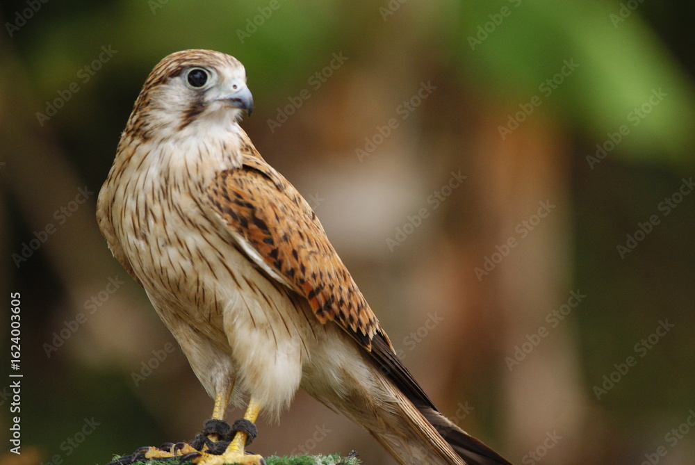 Close-up of a falcon with sharp eyes and detailed feathers, captured with a blurred natural background. Perfect wildlife portrait showing strength and elegance. Close-up of a falcon with sharp eyes and detailed feathers, captured with a blurred natural background. Perfect wildlife portrait showing strength and elegance.