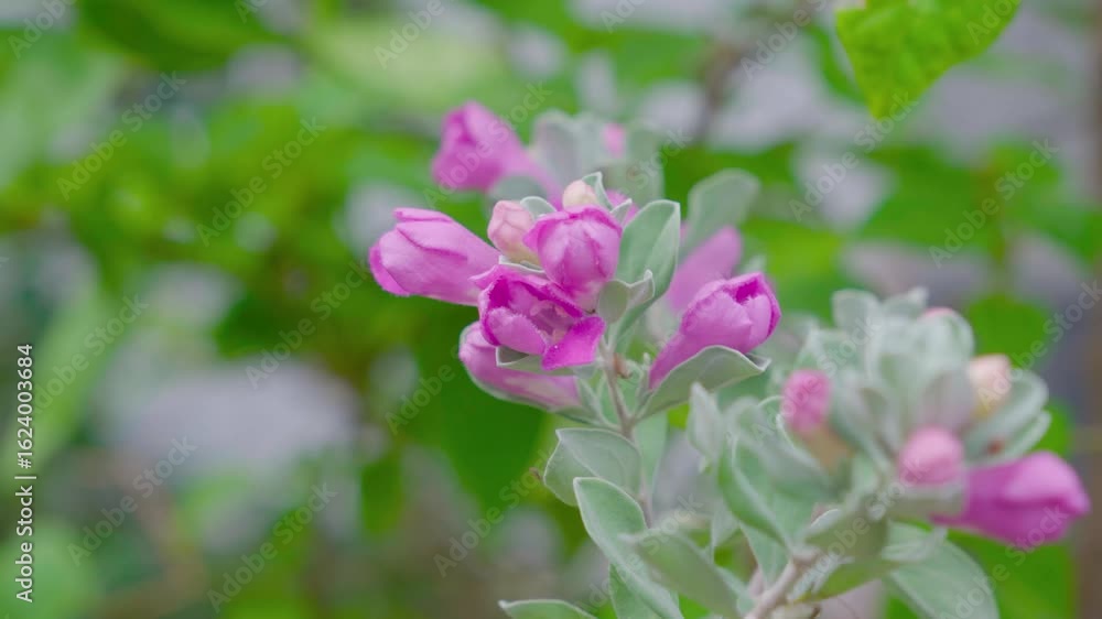 Leucophyllum frutescens