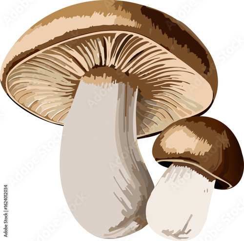 An artistic depiction of two mushrooms against a neutral background. One is large and the other is smaller, highlighting the intricate textures and details
