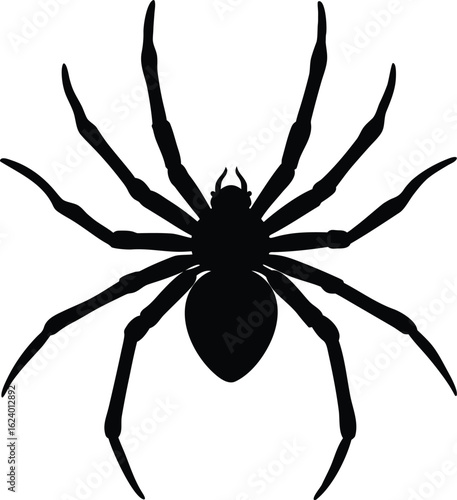 Natural forest spider silhouette isolated on transparent background