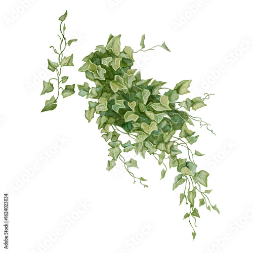 Watercolor illustration of climbing ivy. Lush foliage, leaves on white background. For flower shops, printing on postcards, greeting cards, business cards, botanical prints, etc. High quality