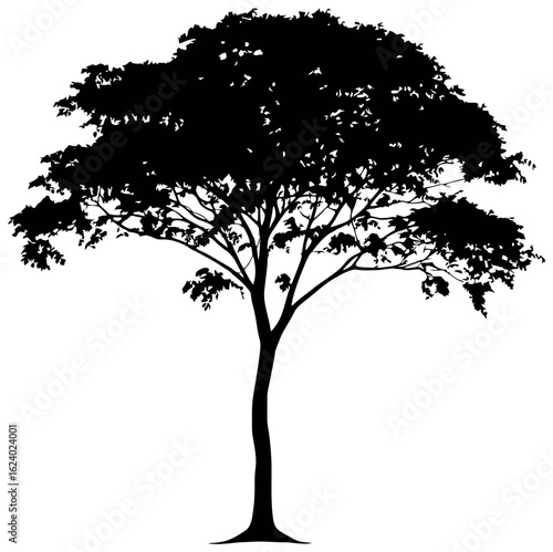Albizia tree silhouette drawing