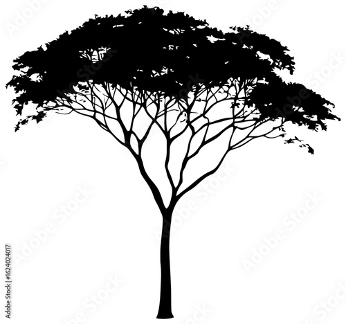 Albizia tree silhouette drawing
