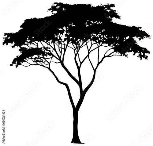 Albizia tree silhouette drawing