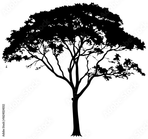 Albizia tree silhouette drawing