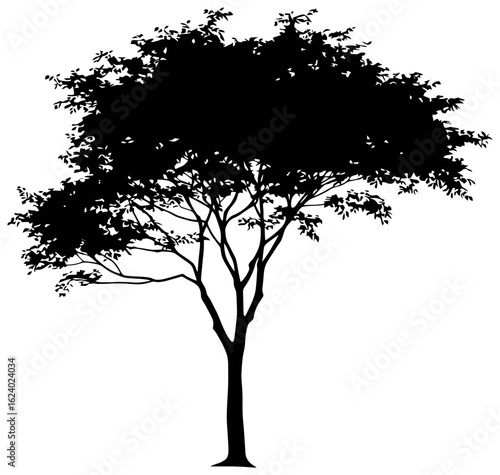 Silhouette of albizia tree element
