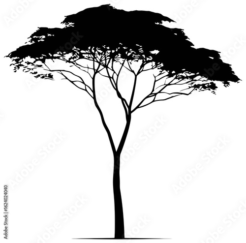 Silhouette of albizia tree element