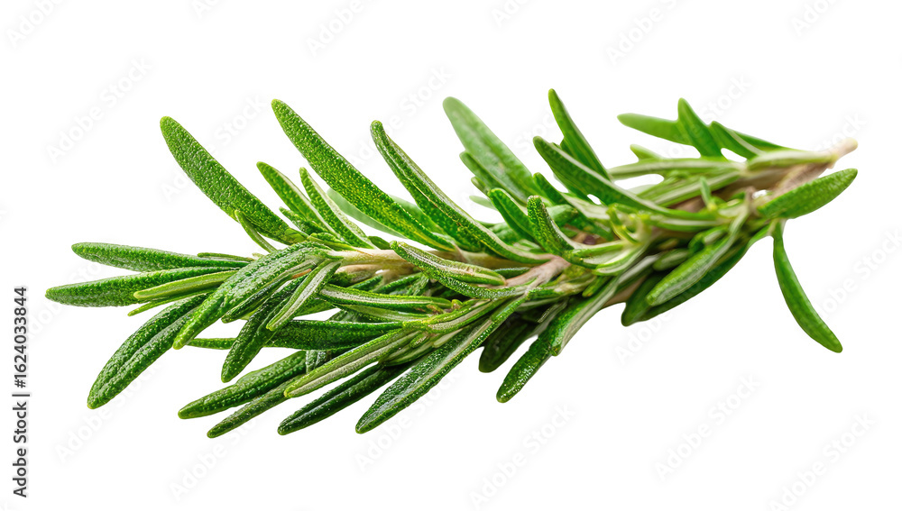 Close-up of fresh rosemary sprigs. Bright, vibrant green sprigs of rosemary, arranged in a slightly diagonal position, against a black background. Sharp focus on leaves Close-up of fresh rosemary sprigs. Bright, vibrant green sprigs of rosemary, arranged in a slightly diagonal position, against a black background. Sharp focus on leaves