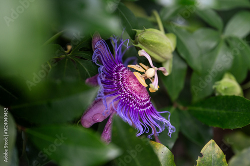 Passion flower and leaves