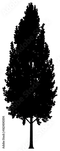 Poplar tree silhouette drawing
