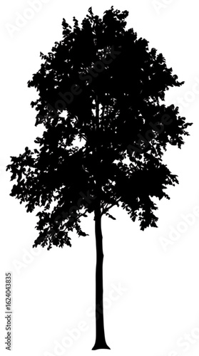 Poplar tree silhouette drawing