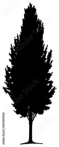 Silhouette of poplar tree element