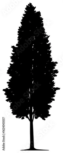 Silhouette of poplar tree element