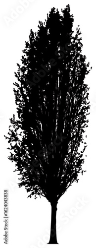 Poplar tree silhouette drawing