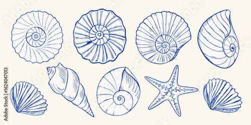 Collection of hand drawn blue line art illustrations of various seashells and a starfish on a cream background