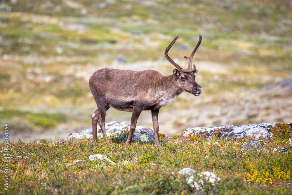 Majestic reindeer standing in the lush landscapes of Norway during summer Majestic reindeer standing in the lush landscapes of Norway during summer