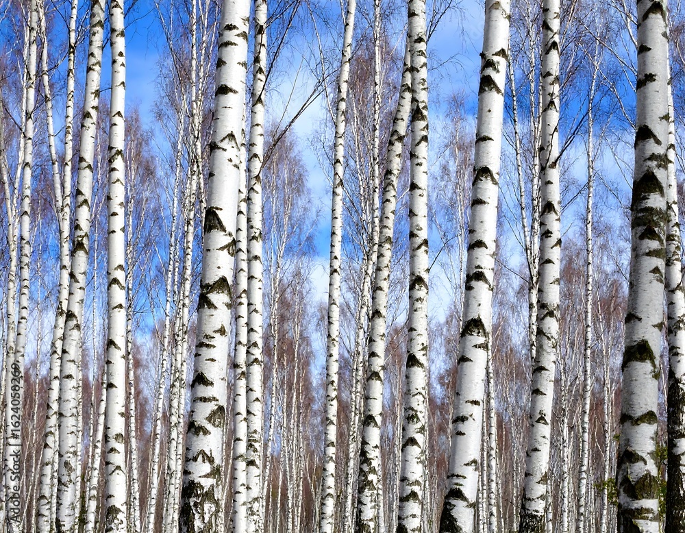 Obraz premium Birch trees under a vibrant blue sky