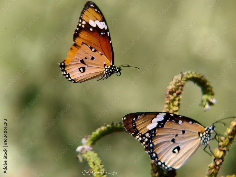 Obraz premium Two vibrant butterflies captured in perfect detail—one in flight, the other perched on a curved stem—set against a soft, blurred green background.