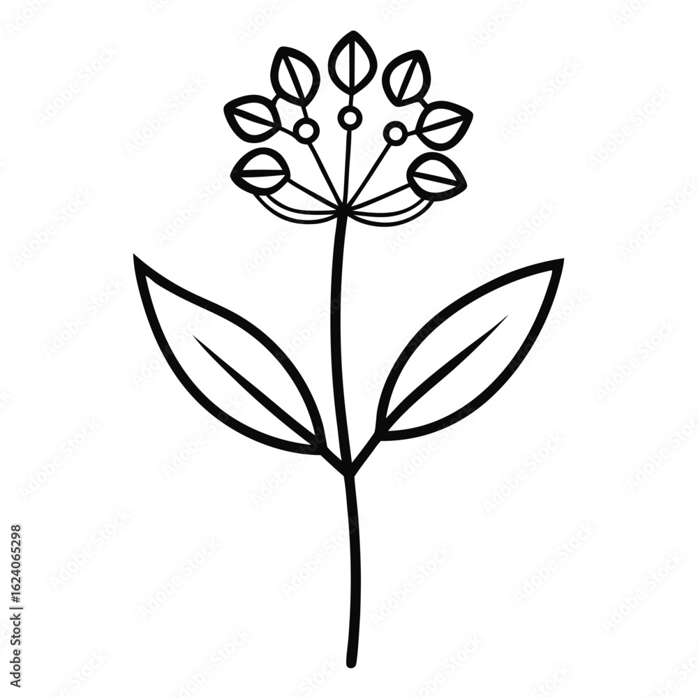 black and white flower black and white flower