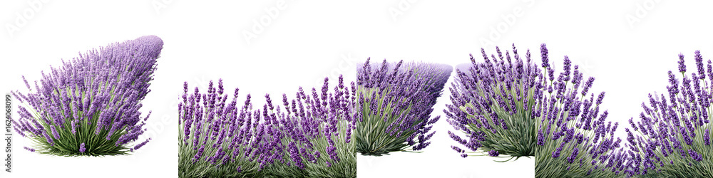 Naklejka premium Lavender Field Row Isolated Elements on White