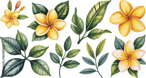 Tropical plumeria flower and leaf clipart set, botanical watercolor illustrations with yellow frangipani blooms and lush greenery.