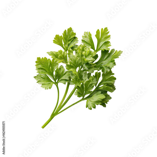Fresh Sprig of Parsley Isolated on Black Background