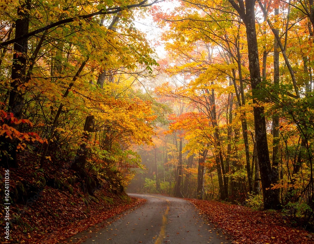 Fototapeta premium Autumnal forest road
