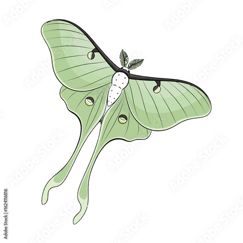 A stylized illustration of a pale green luna moth, wings outstretched, against a white background.