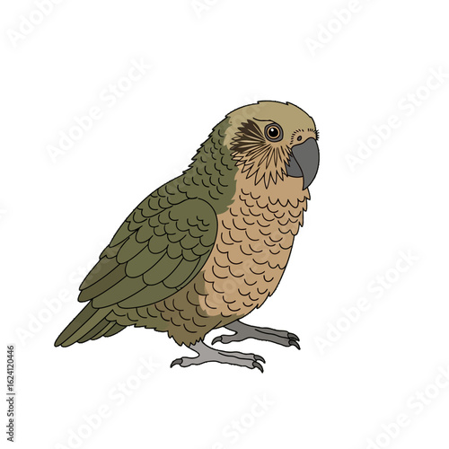 A detailed illustration of a kakapo, a flightless nocturnal parrot, perched and facing right.