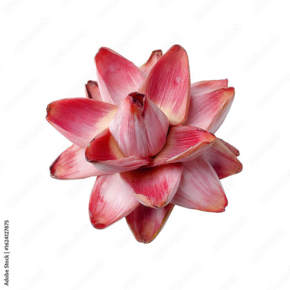 Fototapeta premium Vibrant Pink Banana Blossom Isolated on Black Background