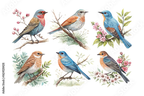 set of watercolor nightingale vector illustration isolated on white background