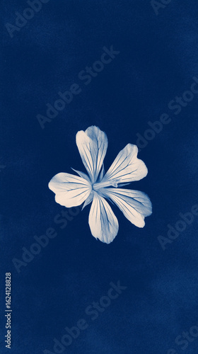 flower,sketches,post card