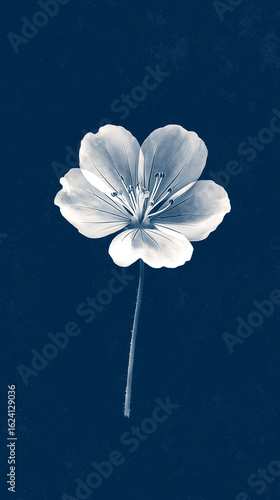 flower,sketches,post card