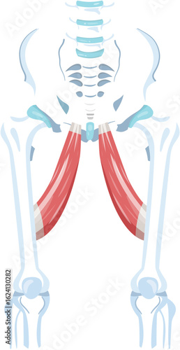 adductor longus muscle
