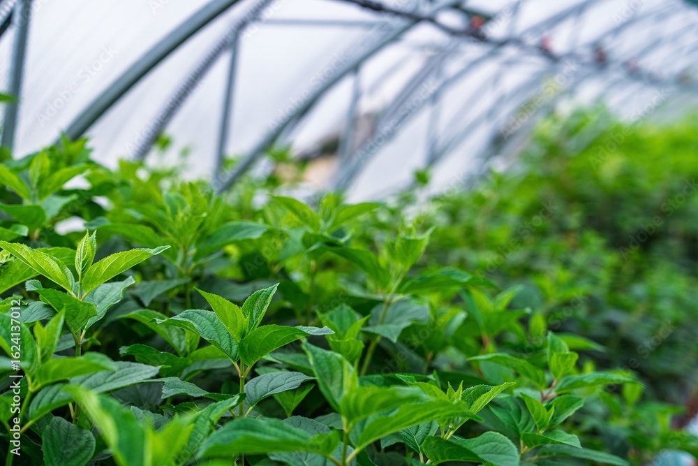 Naklejka premium A greenhouse filled with lush green plants represents sustainable agriculture. This controlled environment promotes healthy growth, showcasing the importance of eco-friendly food production.