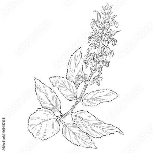 Sage Salvia officinalis Flat style or sketch illustration