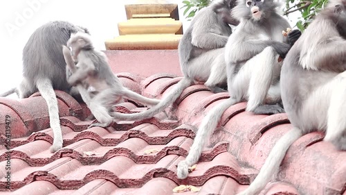 A troop of dusky leaf monkeys (Trachypithecus obscurus) enjoys peanuts on a Buddhist temple roof, gifted by people. One playful baby tugs on an adult’s tail.