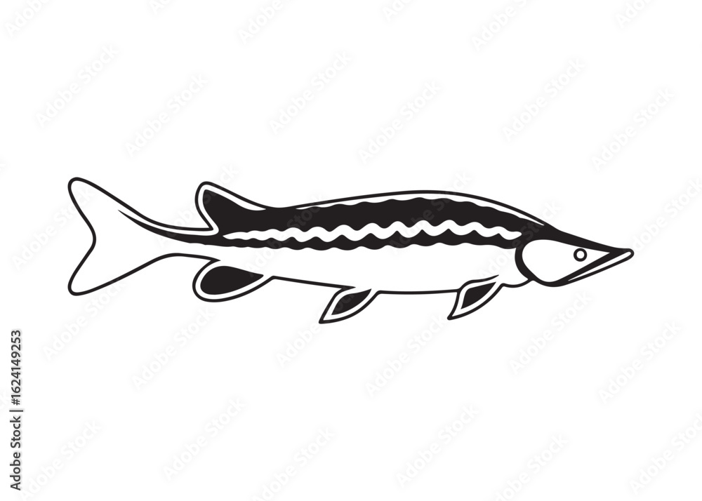 Fototapeta premium Lake Sturgeon Silhouette with Distinctive Fins, Barbels, and Elongated Body Profile.