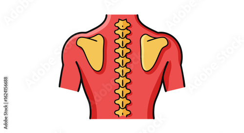 Anatomical illustration displaying the human spine and scapula in a simplified graphic format