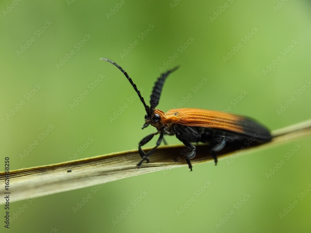 Fototapeta premium macro photos in nature