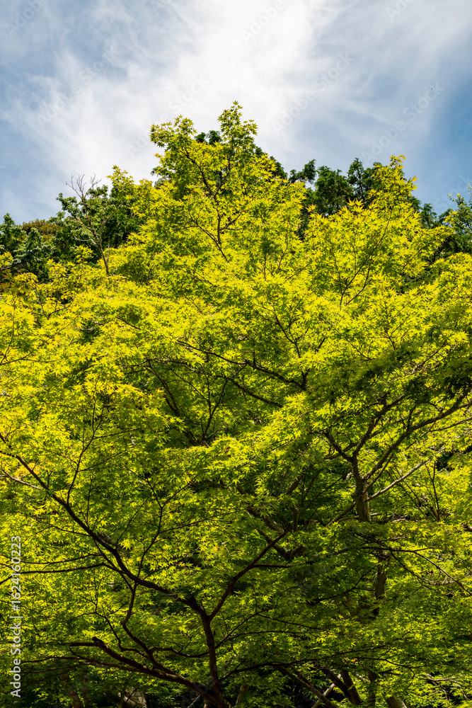 Fototapeta premium 鎌倉25621 妙本寺3 青もみじ